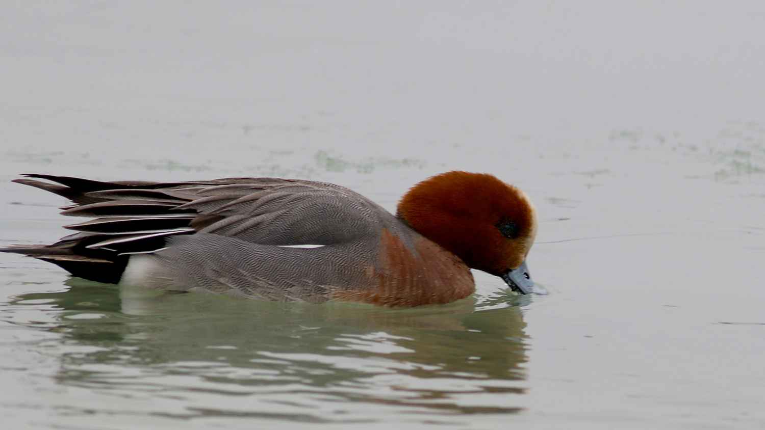Eurasian Wigeon